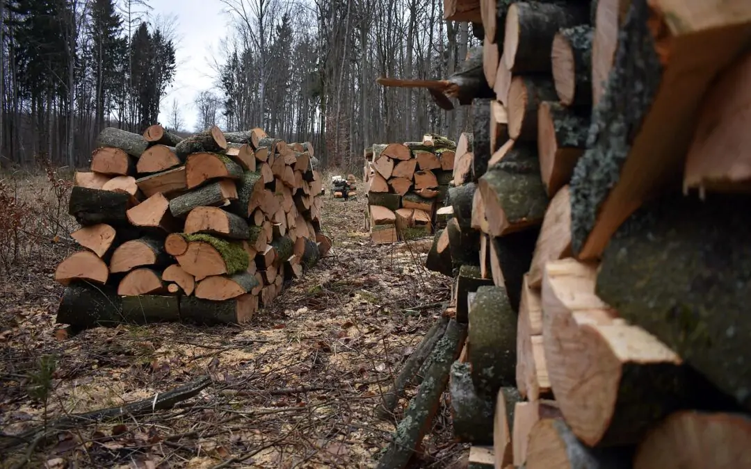 firewood-7058619_1280