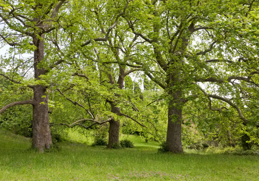 sycamore