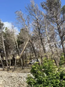 Όσιος Λουκάς 5 4TreeDragon