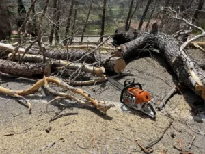 Όσιος Λουκάς 4 6TreeDragon