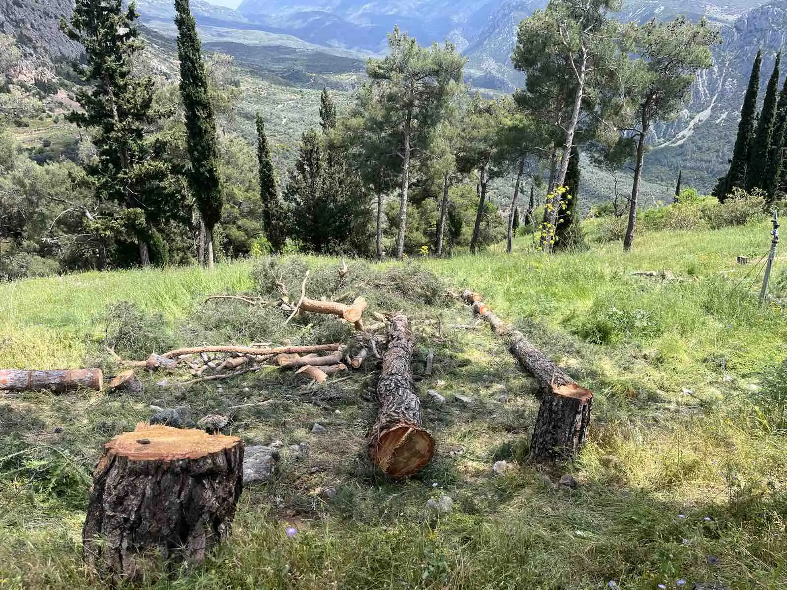 Tree Felling 1 Hero4