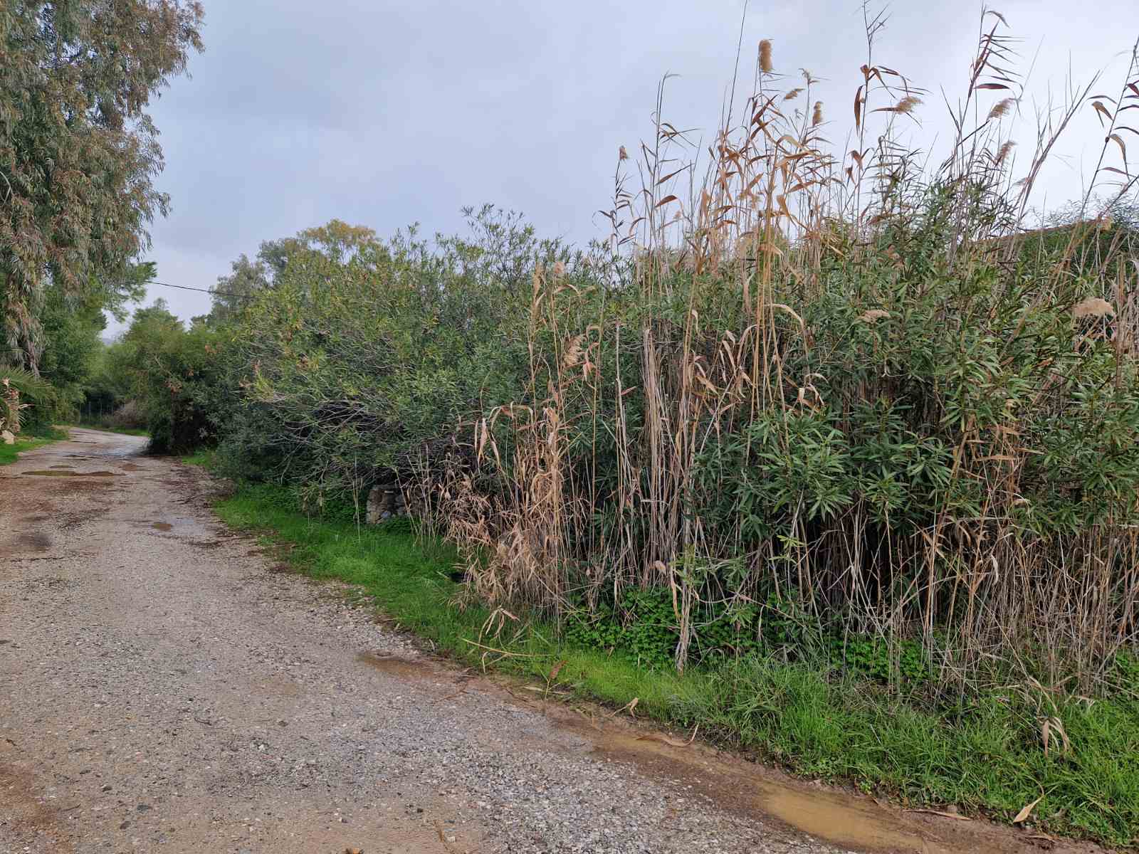 Επαγγελματική φροντίδα δέντρων,δασών,γεωργικών εκτάσεων,Εξειδικευμένες Υπηρεσίες Φροντίδας Δέντρων,Tree Dragon,Η No1 Επιλογή στην Ελλάδα,Εμπιστοσύνη,εμπειρία,επαγγελματισμός,Οι Υπηρεσίες μας,Απομάκρυνση κλαδιών &amp; υπολειμμάτων,Ξυλεία / Υλοτομία,Συγκομιδή Ελιάς &amp; Παραγωγή Ελαιολάδου,Εγκατάσταση Γκαζόν &amp; Έτοιμος Χλοοτάπητας,Αξιολόγηση Επικινδυνότητας δέντρων,Σχετικά με μας,Η Απόδειξη στην Εικόνα,Τα έργα μας,Μαρτυρίες πελατών,ΚΑΝΟΝΙΣΤΕ ΜΙΑ ΣΥΝΑΝΤΗΣΗ,treedragon,κανονίστε μια συνάντηση