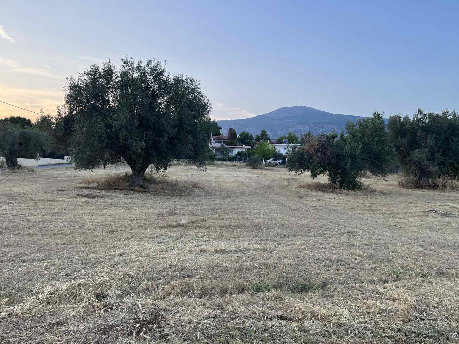 Επαγγελματική φροντίδα δέντρων,δασών,γεωργικών εκτάσεων,Εξειδικευμένες Υπηρεσίες Φροντίδας Δέντρων,Tree Dragon,Η No1 Επιλογή στην Ελλάδα,Εμπιστοσύνη,εμπειρία,επαγγελματισμός,Οι Υπηρεσίες μας,Απομάκρυνση κλαδιών &amp; υπολειμμάτων,Ξυλεία / Υλοτομία,Συγκομιδή Ελιάς &amp; Παραγωγή Ελαιολάδου,Εγκατάσταση Γκαζόν &amp; Έτοιμος Χλοοτάπητας,Αξιολόγηση Επικινδυνότητας δέντρων,Σχετικά με μας,Η Απόδειξη στην Εικόνα,Τα έργα μας,Μαρτυρίες πελατών,ΚΑΝΟΝΙΣΤΕ ΜΙΑ ΣΥΝΑΝΤΗΣΗ,treedragon,κανονίστε μια συνάντηση