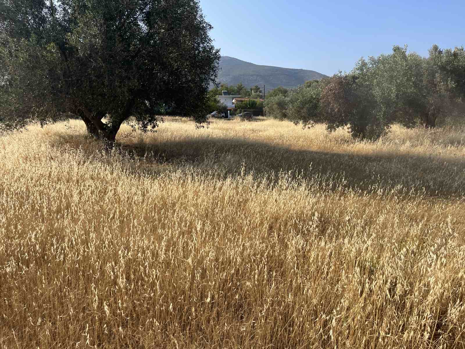Επαγγελματική φροντίδα δέντρων,δασών,γεωργικών εκτάσεων,Εξειδικευμένες Υπηρεσίες Φροντίδας Δέντρων,Tree Dragon,Η No1 Επιλογή στην Ελλάδα,Εμπιστοσύνη,εμπειρία,επαγγελματισμός,Οι Υπηρεσίες μας,Απομάκρυνση κλαδιών &amp; υπολειμμάτων,Ξυλεία / Υλοτομία,Συγκομιδή Ελιάς &amp; Παραγωγή Ελαιολάδου,Εγκατάσταση Γκαζόν &amp; Έτοιμος Χλοοτάπητας,Αξιολόγηση Επικινδυνότητας δέντρων,Σχετικά με μας,Η Απόδειξη στην Εικόνα,Τα έργα μας,Μαρτυρίες πελατών,ΚΑΝΟΝΙΣΤΕ ΜΙΑ ΣΥΝΑΝΤΗΣΗ,treedragon,κανονίστε μια συνάντηση