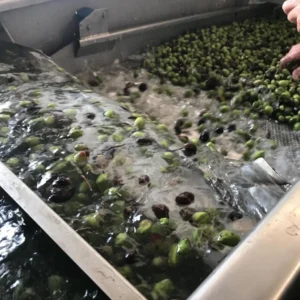 5TreeDragons Olive oil