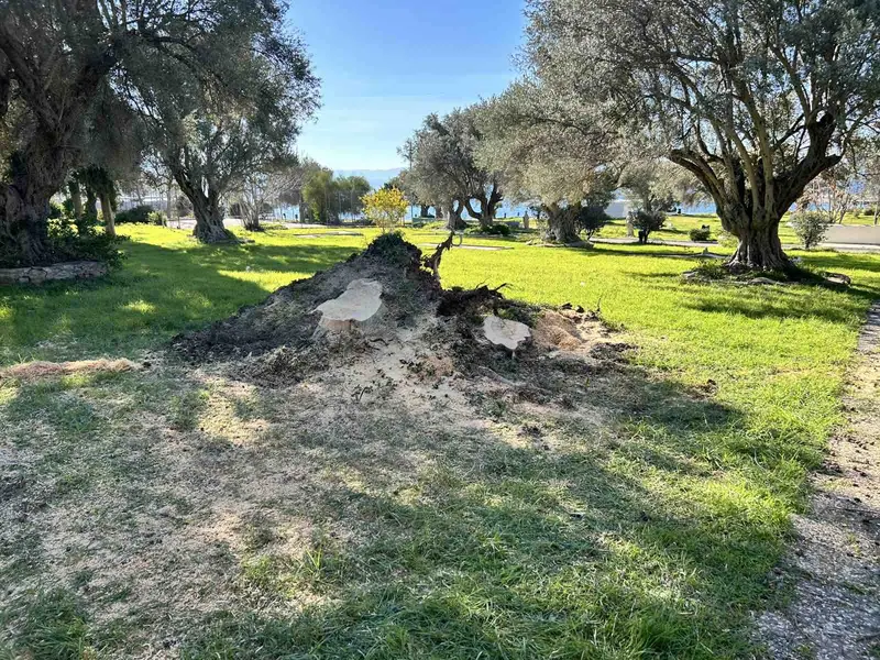 Επαγγελματική φροντίδα δέντρων,δασών,γεωργικών εκτάσεων,Εξειδικευμένες Υπηρεσίες Φροντίδας Δέντρων,Tree Dragon,Η No1 Επιλογή στην Ελλάδα,Εμπιστοσύνη,εμπειρία,επαγγελματισμός,Οι Υπηρεσίες μας,Απομάκρυνση κλαδιών &amp; υπολειμμάτων,Ξυλεία / Υλοτομία,Συγκομιδή Ελιάς &amp; Παραγωγή Ελαιολάδου,Εγκατάσταση Γκαζόν &amp; Έτοιμος Χλοοτάπητας,Αξιολόγηση Επικινδυνότητας δέντρων,Σχετικά με μας,Η Απόδειξη στην Εικόνα,Τα έργα μας,Μαρτυρίες πελατών,ΚΑΝΟΝΙΣΤΕ ΜΙΑ ΣΥΝΑΝΤΗΣΗ,treedragon,κανονίστε μια συνάντηση