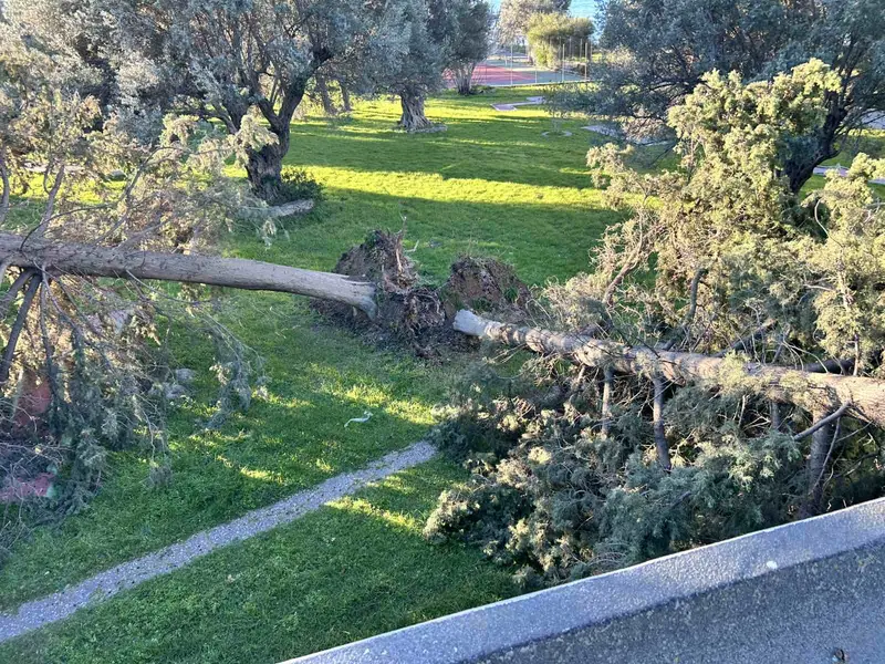 Επαγγελματική φροντίδα δέντρων,δασών,γεωργικών εκτάσεων,Εξειδικευμένες Υπηρεσίες Φροντίδας Δέντρων,Tree Dragon,Η No1 Επιλογή στην Ελλάδα,Εμπιστοσύνη,εμπειρία,επαγγελματισμός,Οι Υπηρεσίες μας,Απομάκρυνση κλαδιών &amp; υπολειμμάτων,Ξυλεία / Υλοτομία,Συγκομιδή Ελιάς &amp; Παραγωγή Ελαιολάδου,Εγκατάσταση Γκαζόν &amp; Έτοιμος Χλοοτάπητας,Αξιολόγηση Επικινδυνότητας δέντρων,Σχετικά με μας,Η Απόδειξη στην Εικόνα,Τα έργα μας,Μαρτυρίες πελατών,ΚΑΝΟΝΙΣΤΕ ΜΙΑ ΣΥΝΑΝΤΗΣΗ,treedragon,κανονίστε μια συνάντηση