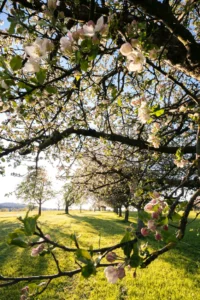 Spring